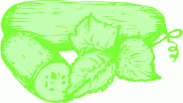 冬瓜矢量图