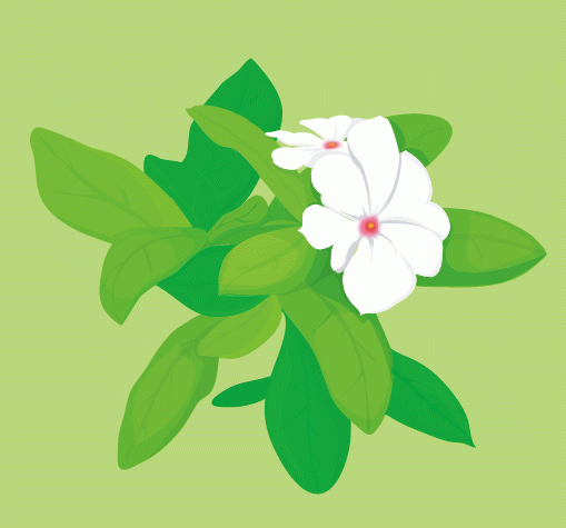 可爱白花矢量图
