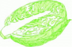 大白菜矢量图下载