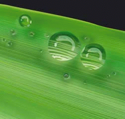 树叶水珠矢量图下载