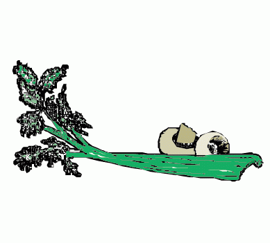 绿色蔬菜矢量图