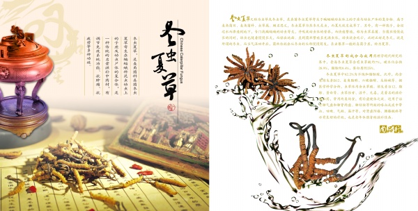 冬虫夏草PSD宣传单