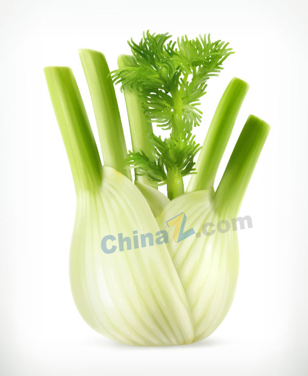 芹菜矢量设计素材下载