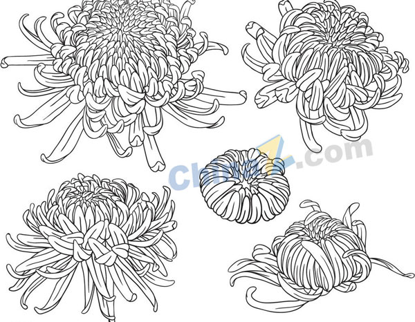 手绘线描绽放中的菊花
