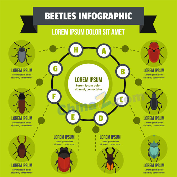 矢量昆虫信息图表