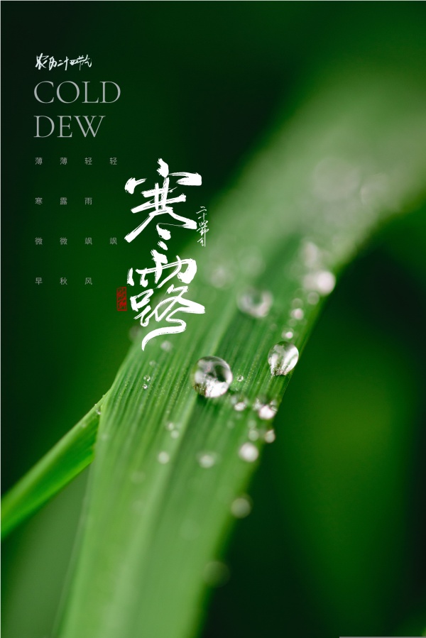 寒露实景节气海报设计PSD
