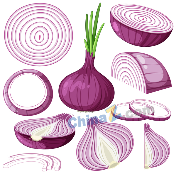 洋葱切面矢量插画素材