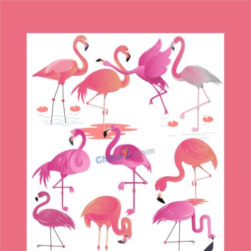 粉色火烈鸟物种平面插图矢量