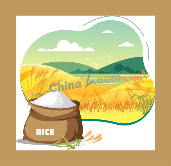 秋季丰收大米插图矢量素材