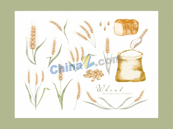 水彩画一组小麦合集矢量素材