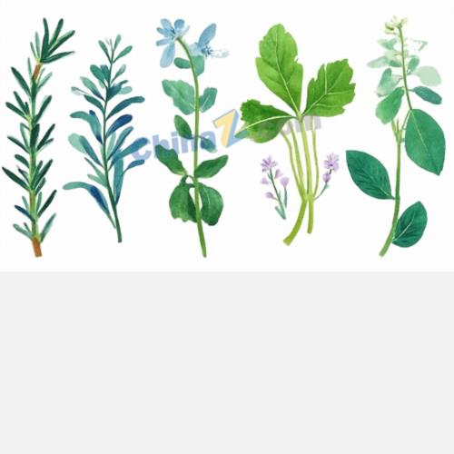 水彩新鲜草本香料插画矢量素材