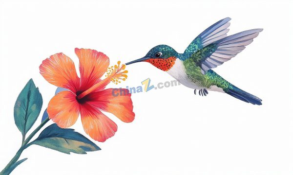 蜂鸟采蜜水彩插画矢量素材