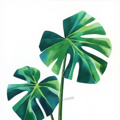 龟背竹盆栽植物矢量素材